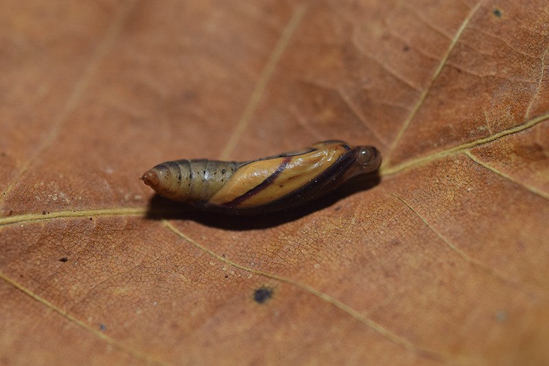 Una falena molto comune: Rhodometra sacraria, Geometridae